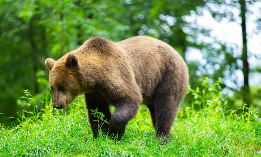 Bear